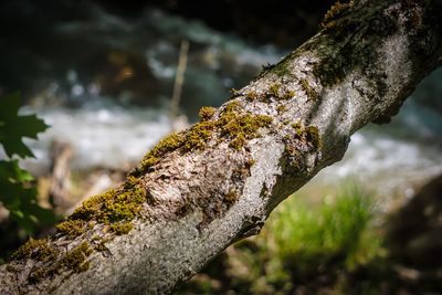 Close-up of moss on tree trunk