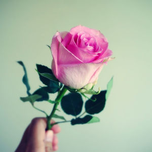Close-up of hand holding pink rose against white background