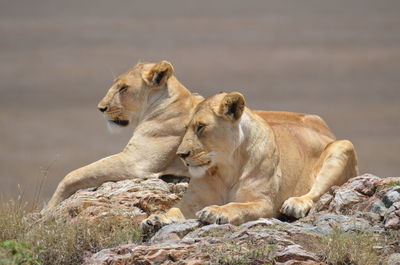 Lioness sitting on rock