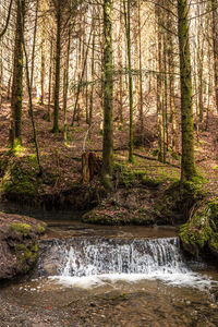 Stream flowing amidst trees in forest