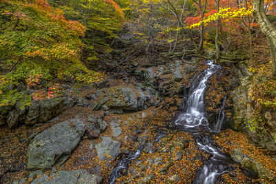 View of waterfall in forest