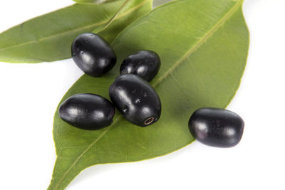 Close-up of black fruit against white background