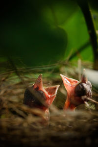 Close-up of birds in nest