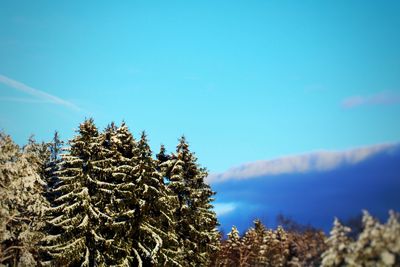 Low angle view of pine trees against blue sky