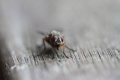 Close-up of housefly feeding on table