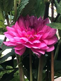 Close-up of pink flowering plant