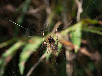 Close-up of spider on web