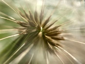 Close-up of dandelion against blurred background