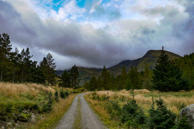 Road amidst trees against sky