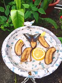 High angle view of fruits in plate on table