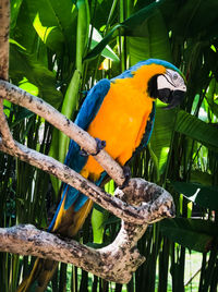 Bird perching on a tree