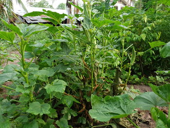 Close-up of fresh green plant in field