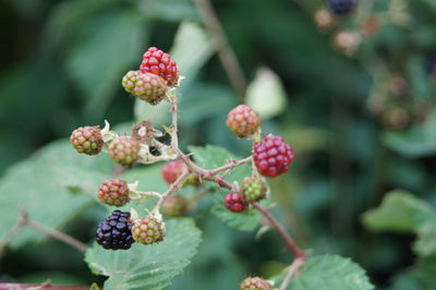 Close-up of berries growing on plant