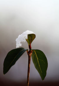 Close-up of white flowering plant