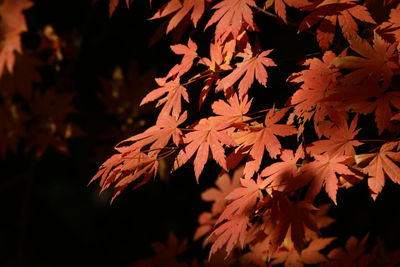 Close-up of maple leaves on tree during autumn