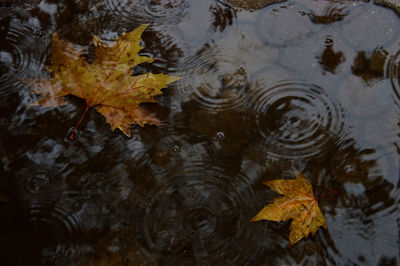 High angle view of maple leaves floating on water