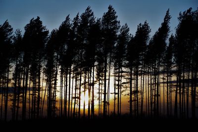 Silhouette of pine trees in forest against sky
