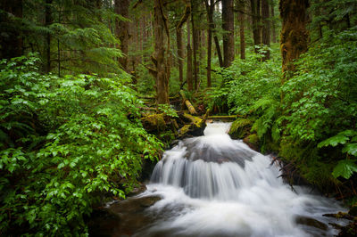 Scenic view of waterfall in forest