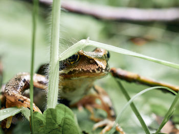 Close-up of insect on plant