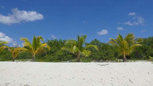 Plants growing on beach against sky