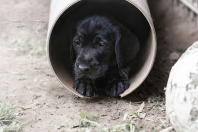 High angle view of puppy on field