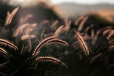 Close-up of stalks in field