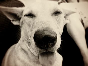 Close-up portrait of a dog