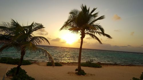 Palm trees on beach at sunset