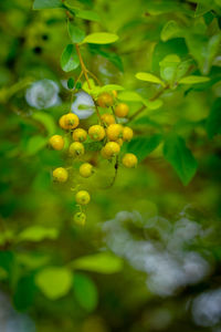Close-up of yellow flowering plant