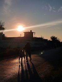 View of dog on road at sunset