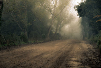 Dirt road amidst trees in forest