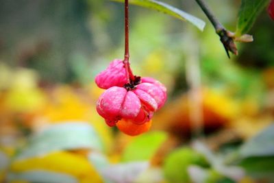 Close-up of red flower