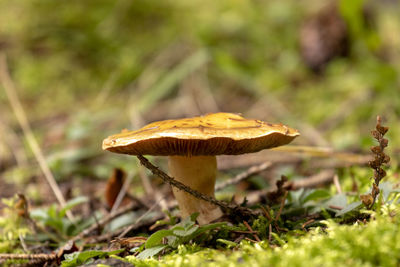 Close-up of mushroom growing on field