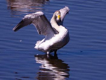 Duck in lake