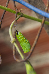 Close-up of green leaf