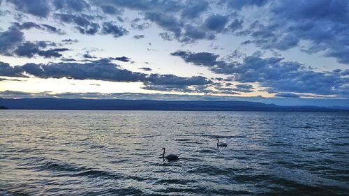 Silhouette swans swimming in sea against sky