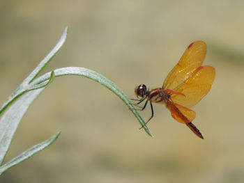 Close-up of insect on plant