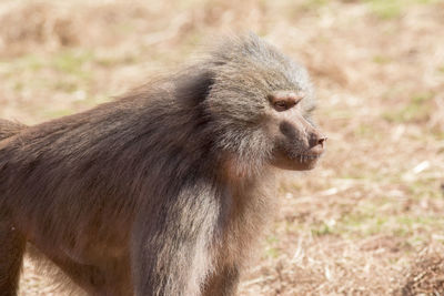 Hamadryas baboon african primate