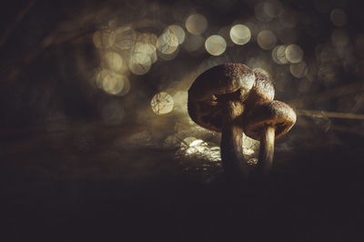 Close-up of a mushroom