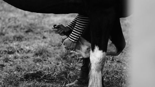 Cropped hands of farrier fitting horse with horseshoe on field