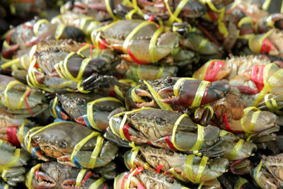 Close-up of vegetables for sale in market