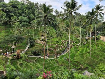 Trees in bali