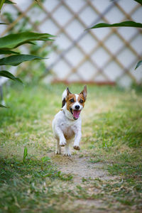 Portrait of dog running on field