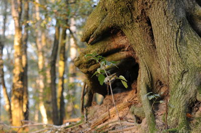 Close-up of lizard on tree trunk in forest