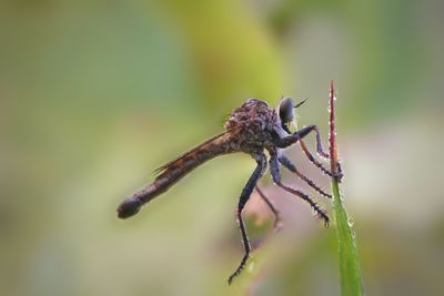 Close-up of insect on plant