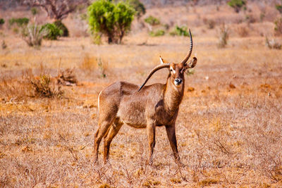Gazelle with damaged horn on field at tsavo east national park
