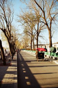 View of bare trees on street in city