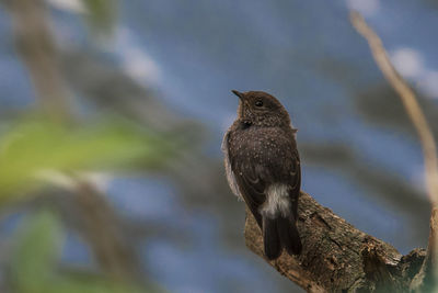 Low angle view of bird perching on branch