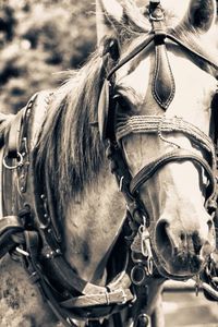 Close-up of a horse