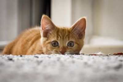 Portrait of cat lying down on carpet